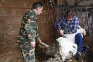 Dnes, 14.5.2013 ovcím ostříhána vlna, ošetřeny paznechty a oočkovány.